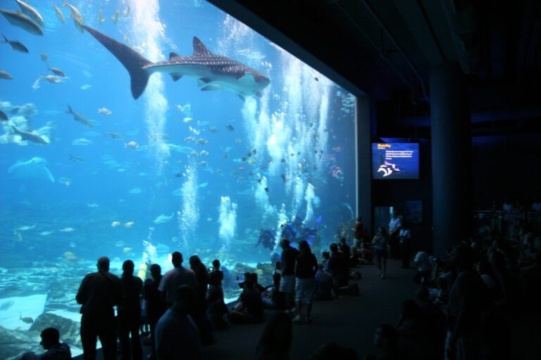 1. Georgia Aquarium